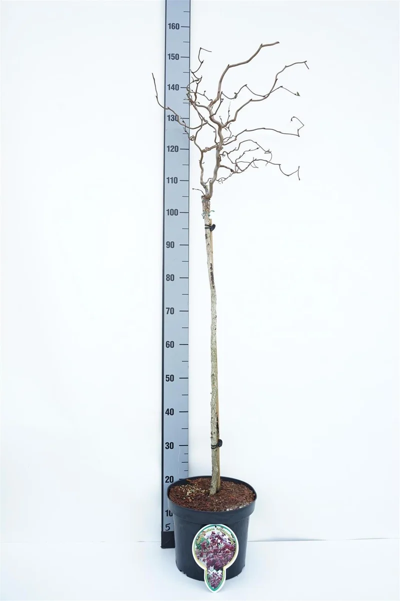 Corylus a. 'Red Majestic' 80 cm stam, C7,5 (7,5 liters kruka)