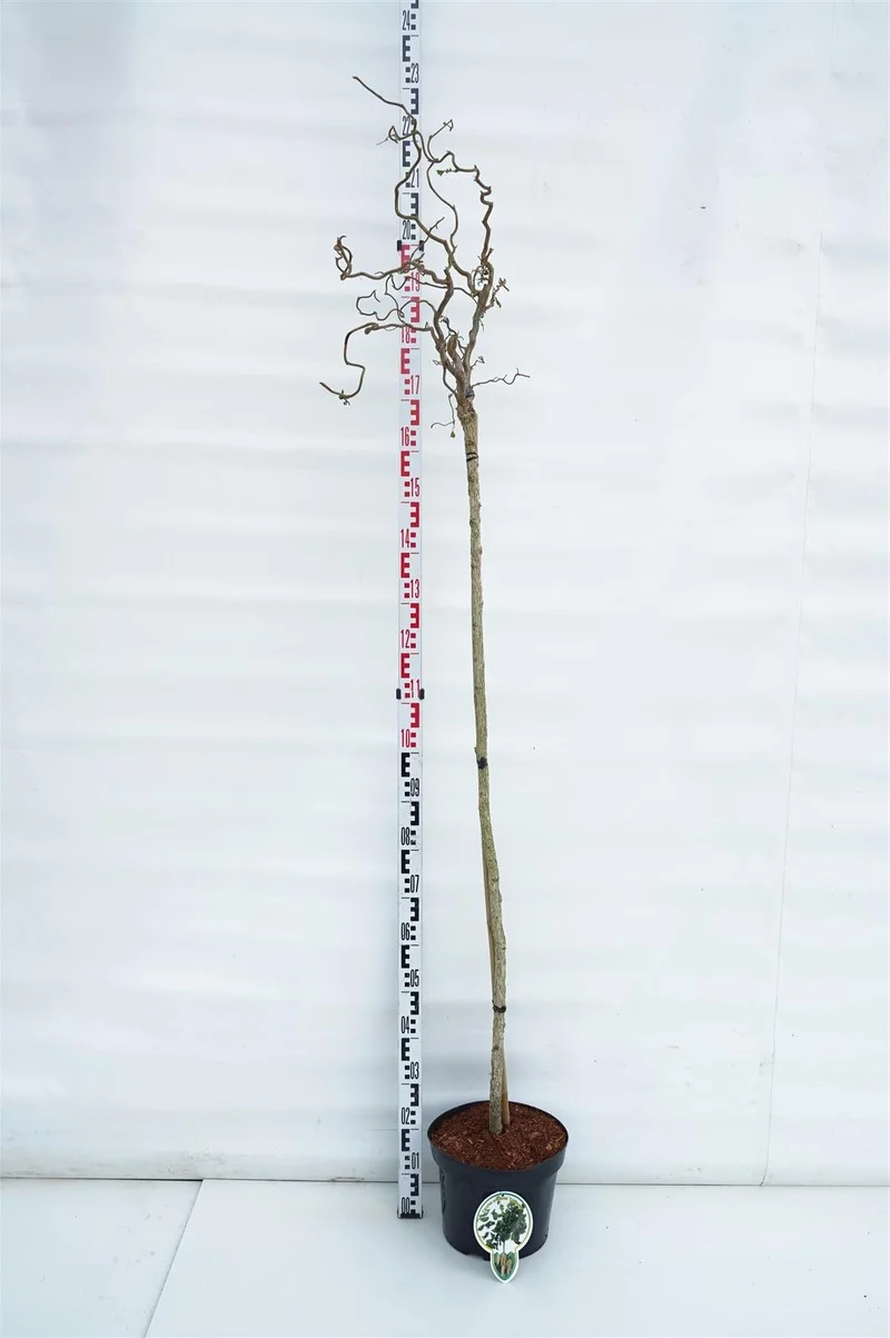 Corylus avellana 'Contorta' 150 cm stam, C10 (10 liters kruka)