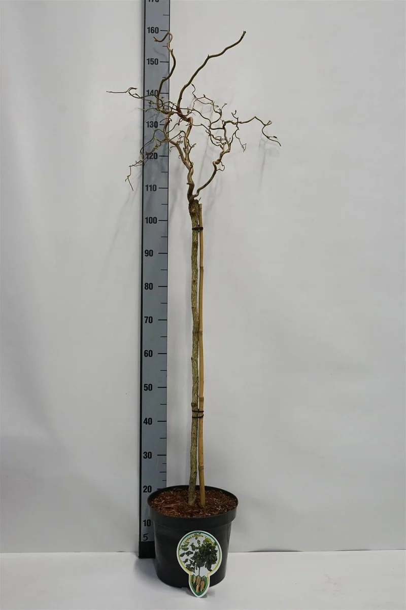 Corylus a. 'Contorta' 80 cm stam C7,5 (7,5 liters kruka)
