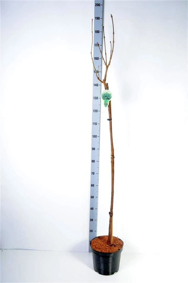 Catalpa bungei 120 cm stam C7,5 (7,5 liters kruka) 2-årig