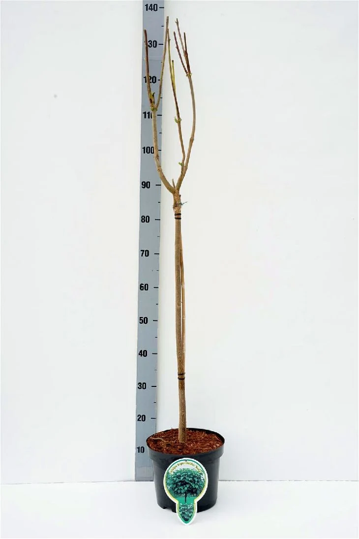 Catalpa bungei 60 cm stam C4 (4 liters kruka)