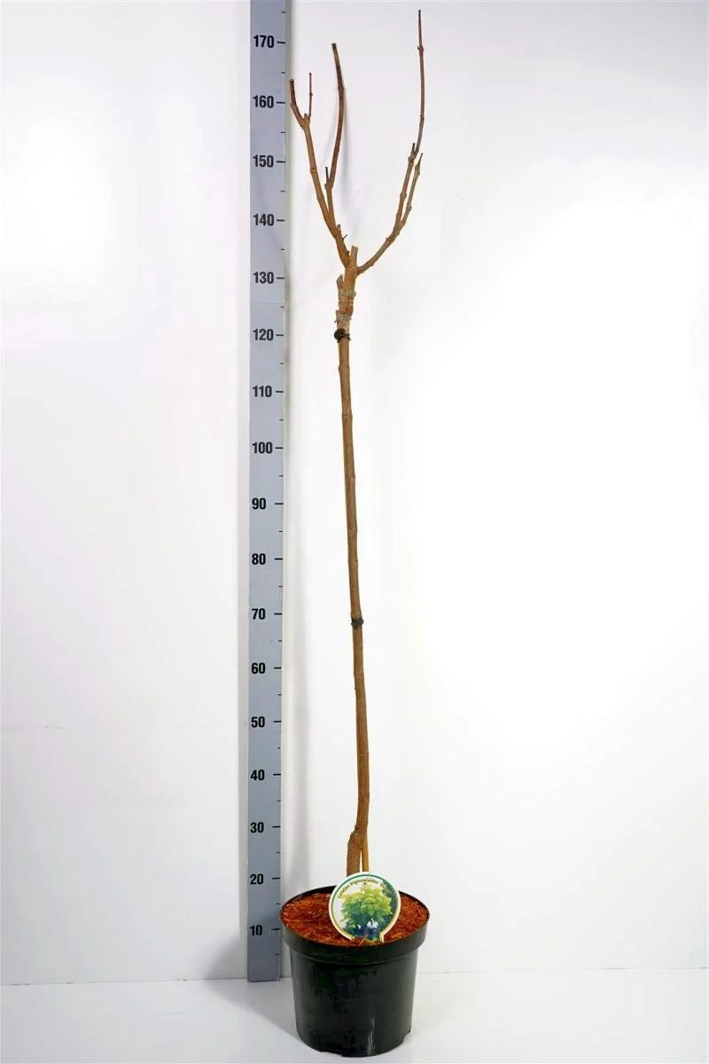 Catalpa bign. 'Aurea' 120 cm stam, C7,5 (7,5 liters kruka)