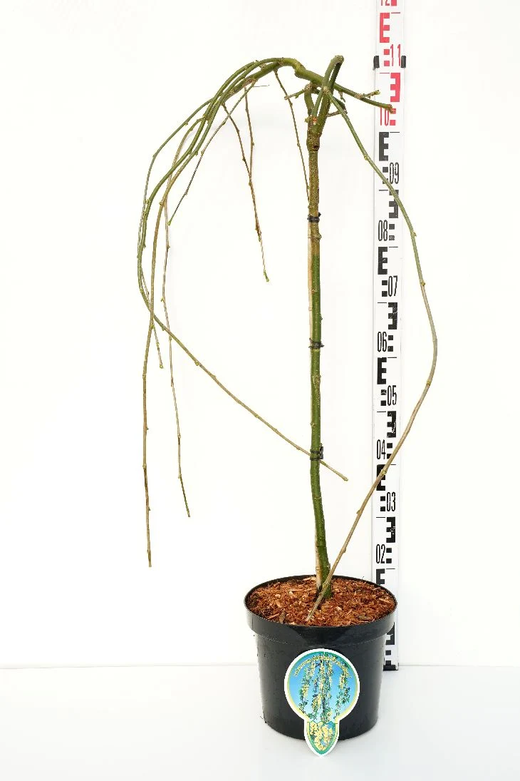 Laburnum alp. 'Pendulum' 80 cm stam C7,5 (7,5 liters kruka)