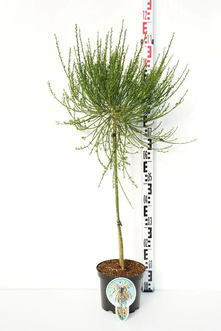 Cytisus 'Golden Tears' 60 cm stam, C4 (4 liters kruka)