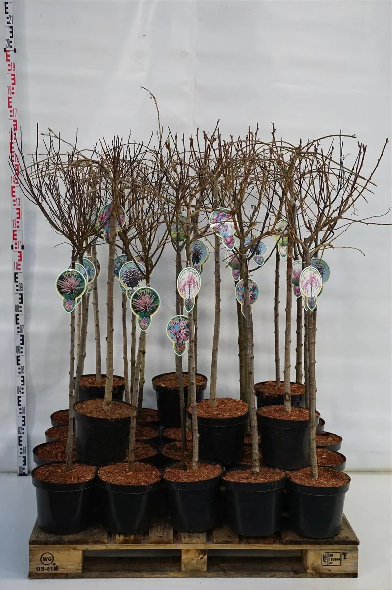 Prunus i olika sorter, 80 cm stam, C7,5 (7,5 liters kruka / 26 cm kruka), 3-årig