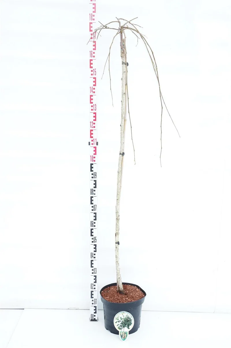Corylus a. 'Pendula' 150 cm stam, C10 (10 liters kruka)