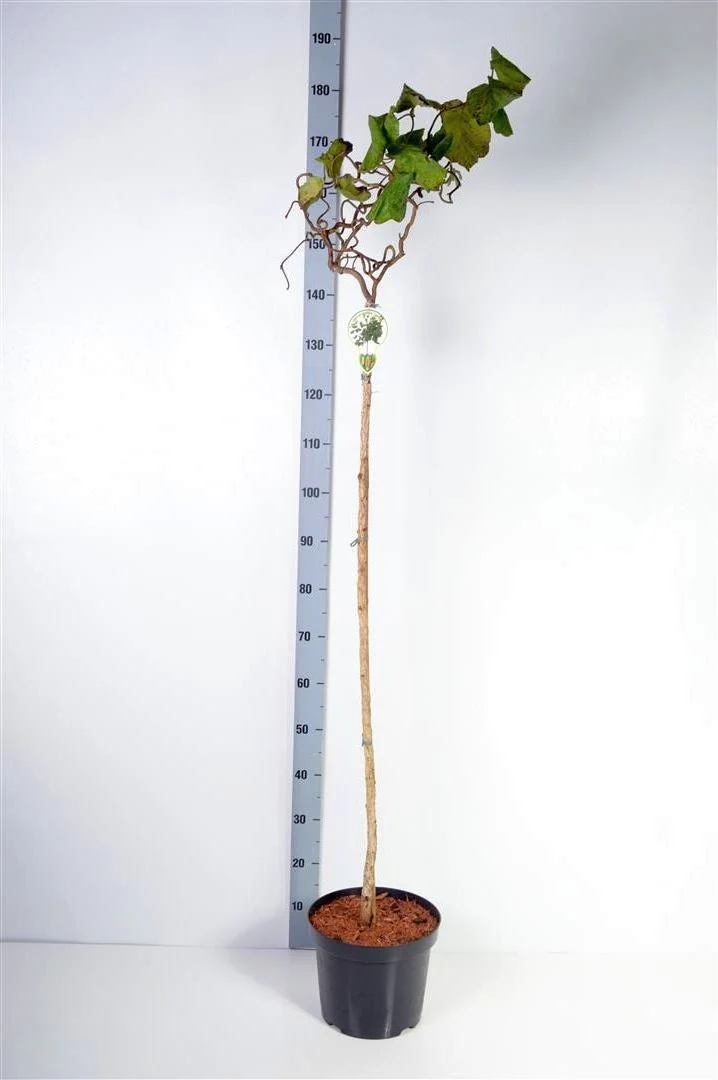 Corylus a. 'Contorta' 120 cm stam C7,5 (7,5 liters kruka)