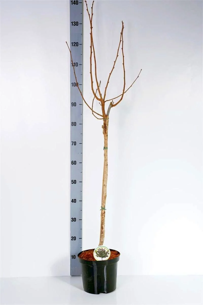 Corylus a. 'Anny's Red Dwarf' 60 cm stam C4 (4 liters kruka) 2-årig