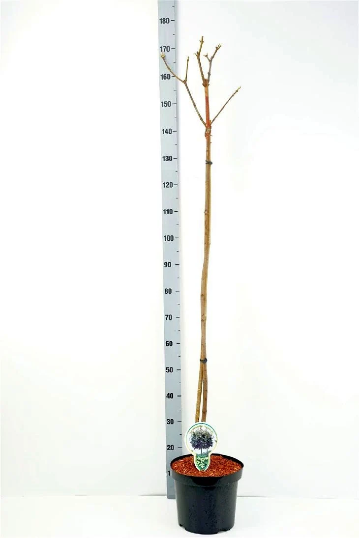 Acer platanoides 'Globosum' 120 cm stam C7,5 (7,5 liters kruka)