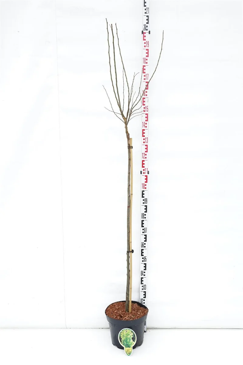 Ulmus holl. 'Wredei' Stam 120 cm C10 (10 liters kruka) 2-årig