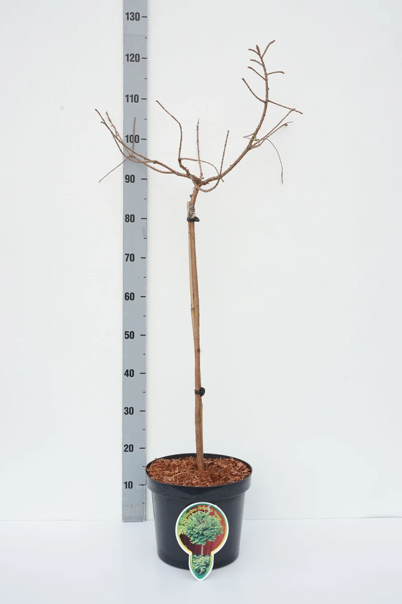 Taxodium distichum 'Secrest' – 60 cm stam, C7,5 (7,5 liters kruka)