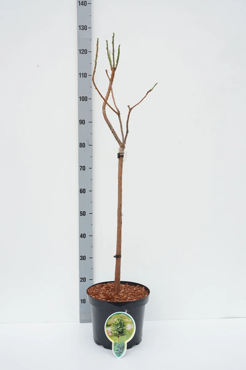 Taxodium distichum 'Peve Minaret' 60 cm stam, C7,5 (7,5 liters kruka)