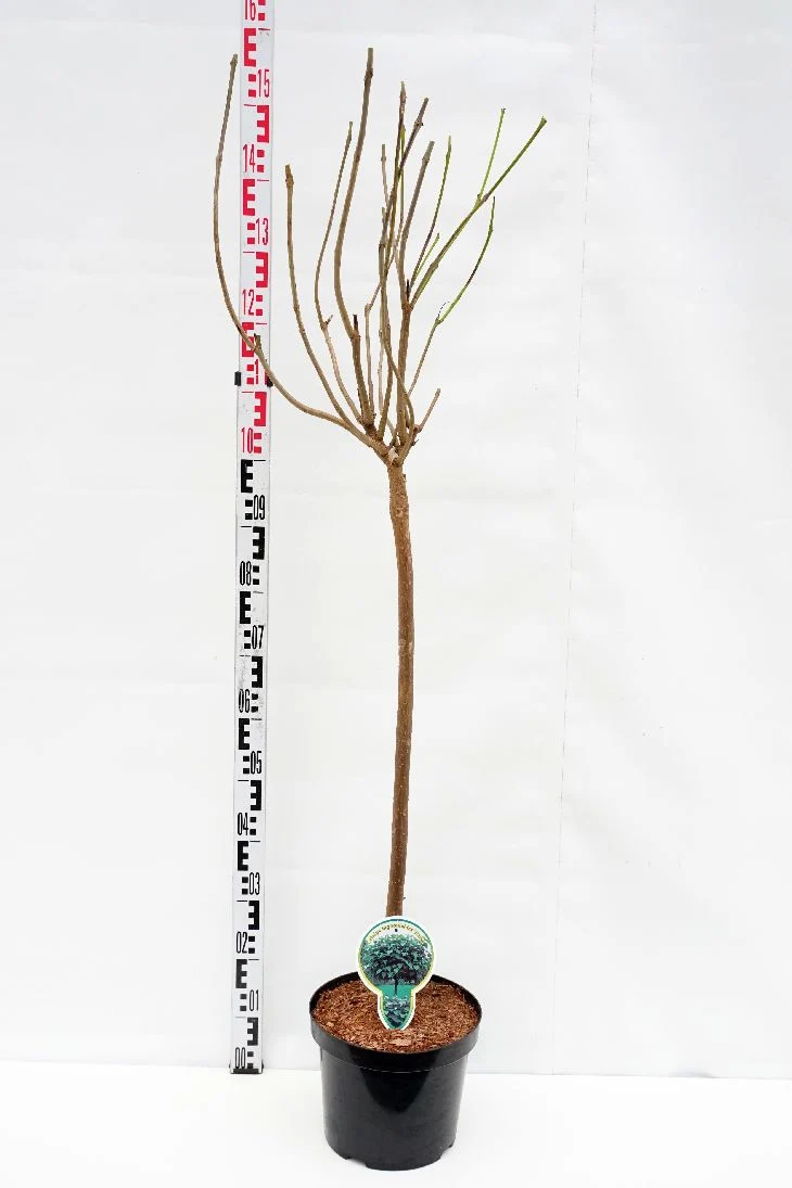 Catalpa bungei 80 cm stam C5 (5 liters kruka)