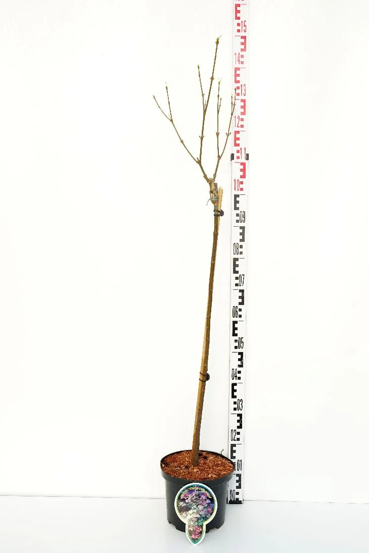 Acer pseudoplatanus 'Simon-Louis Frères' 80 cm stam C5 (5 liters kruka)