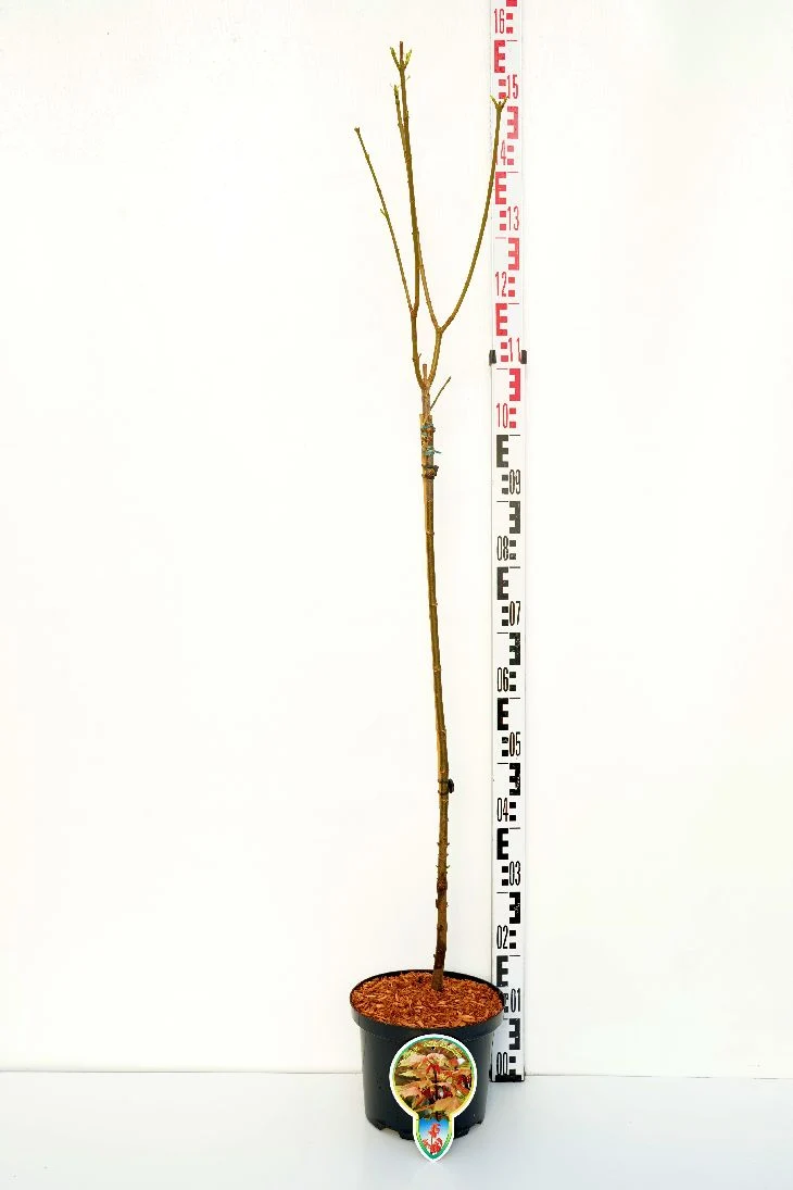 Acer pseud. 'Brilliantissimum' 80 cm stam C5 (5 liters kruka)