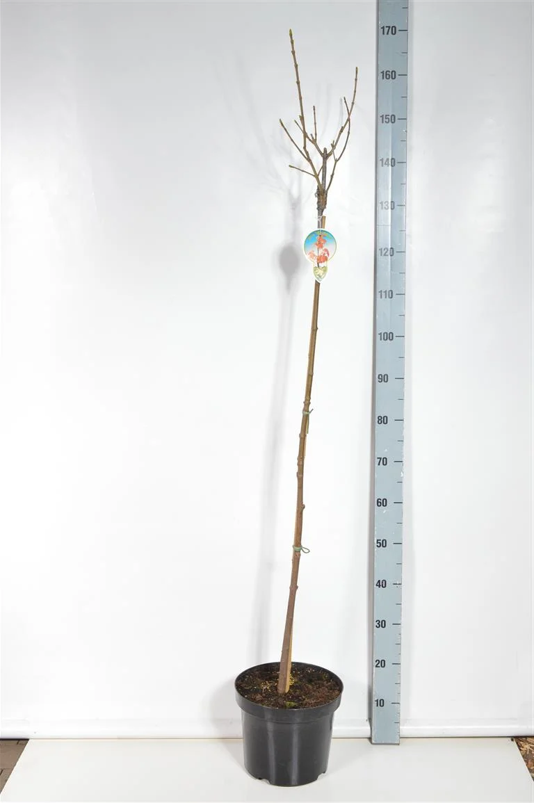 Acer pseud. 'Brilliantissimum' 120 cm stam, C7,5 (7,5 liters kruka)