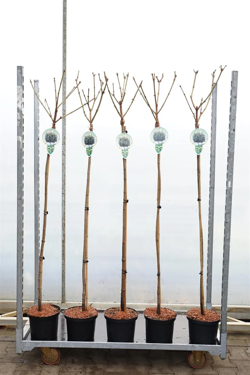 Acer plat. 'Globosum' 120 cm stam C5 (5 liters kruka)