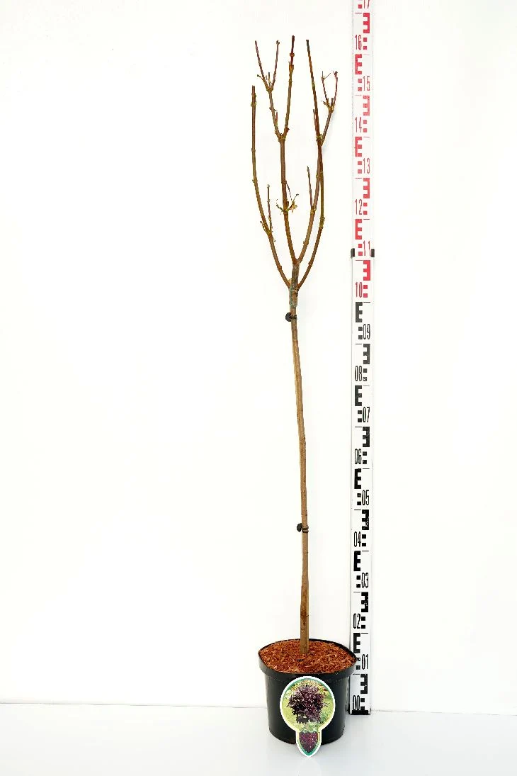 Acer platanoides 'Crimson Sentry' 80 cm stam, C5 (5 liters kruka)