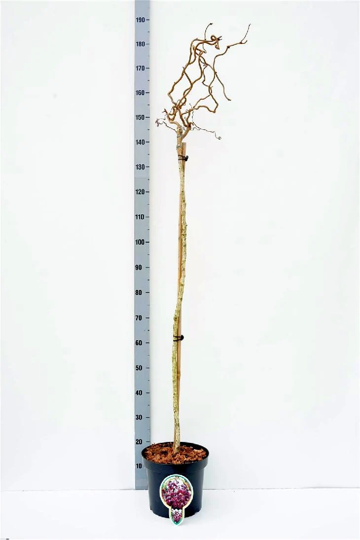 Corylus a. 'Red Majestic' 120 cm stam C7,5 (7,5 liters kruka)