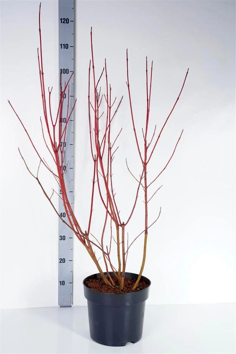 Cornus alba 'Aurea' C7,5 (7,5 liters kruka) 80-100 cm