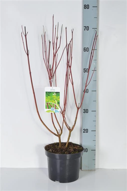 Cornus alba 'Aurea' C3 (3 liters kruka) 40-50 cm
