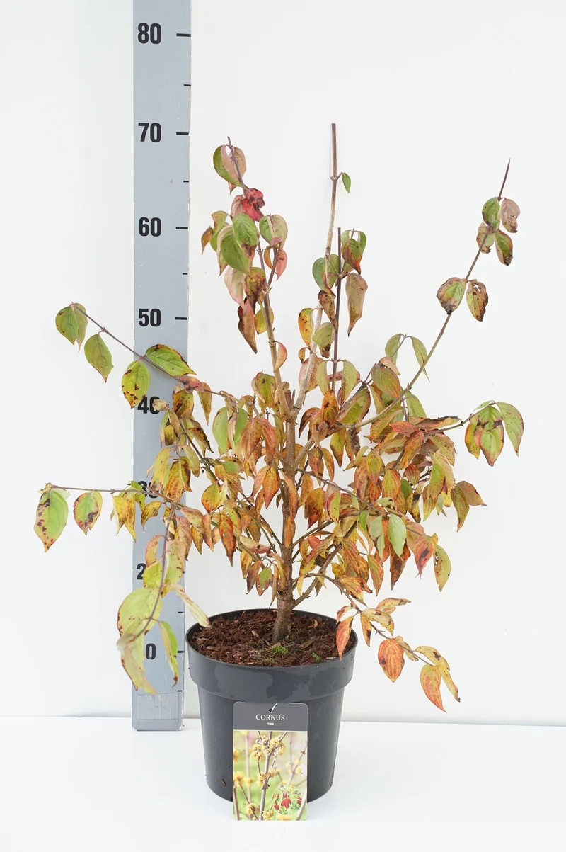 Cornus mas C3 (3 liters kruka) 40-50 cm