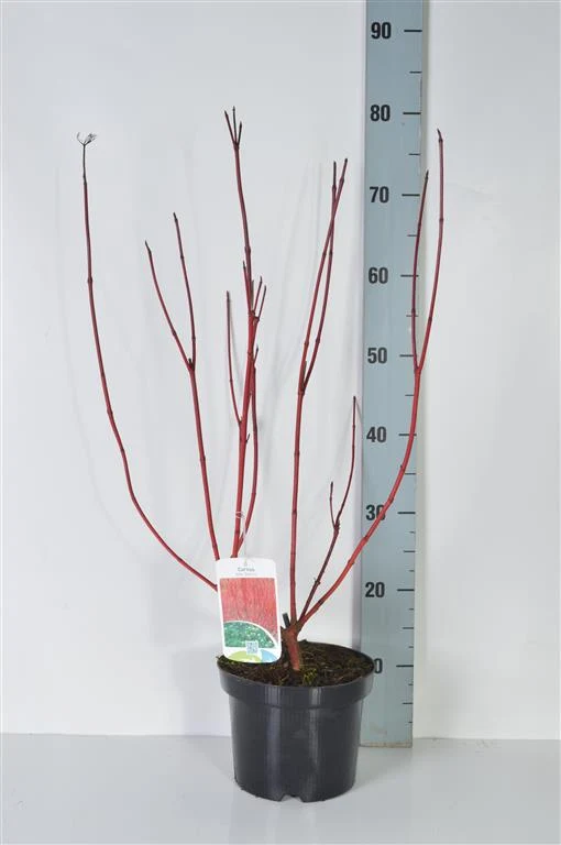 Cornus alba 'Sibirica' C3 (3 liters kruka) / 19 cm kruka 40-50 cm