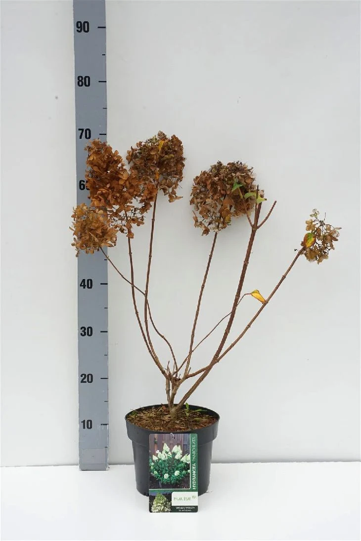 Hydrangea pan. 'Polar Bear' C3 (3 liters kruka) 40-50 cm