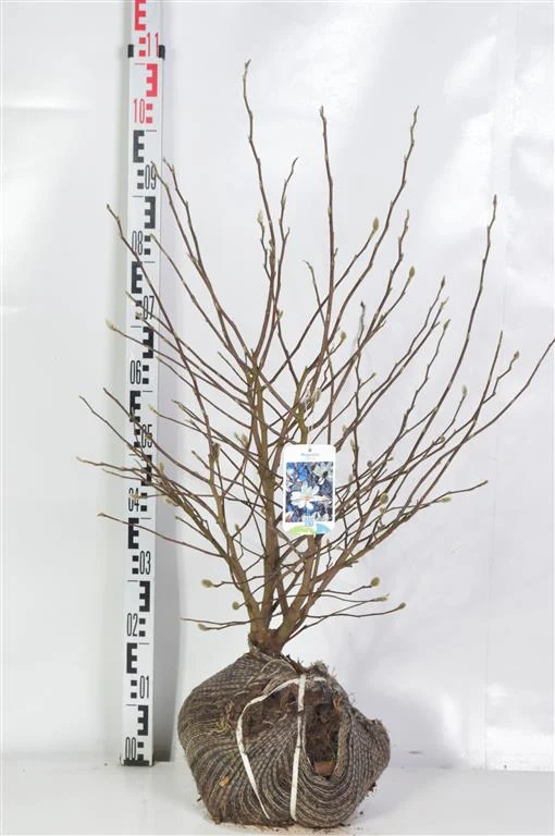 Magnolia stellata 60-80 cm rotklump