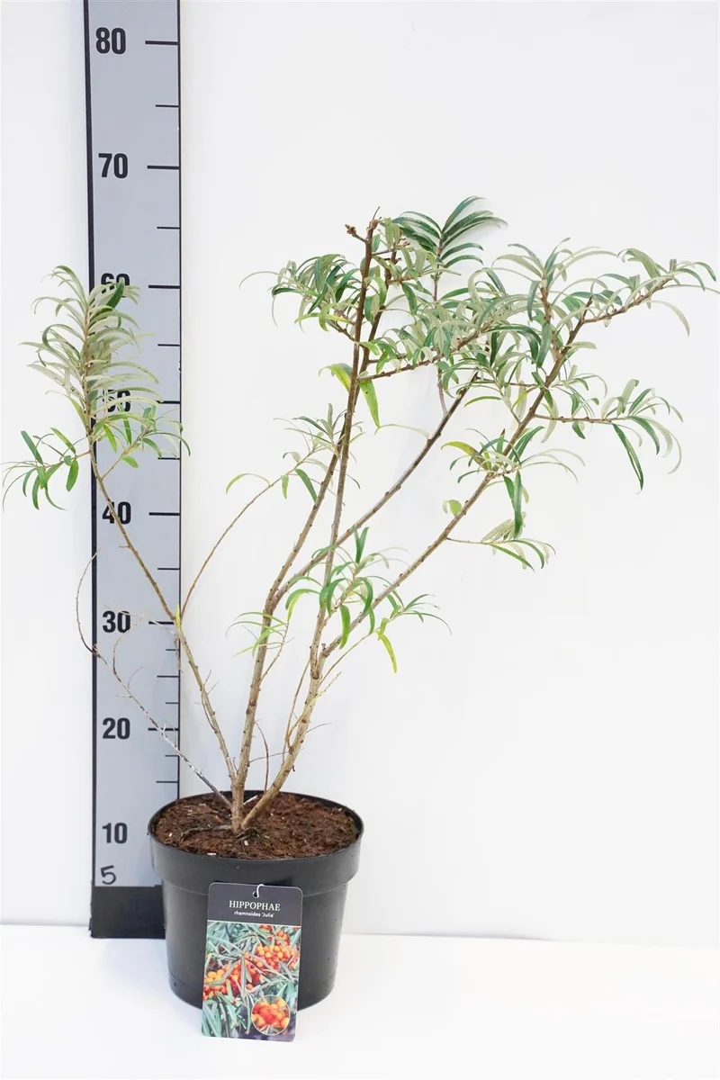 Hippophae rhamn. 'Julia' (honplanta) C3 (3 liters kruka) / 19 cm kruka 30-40 cm