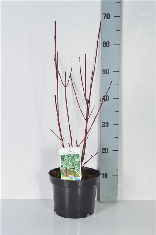 Cornus alba 'Sibirica Variegata' C3 (3 liters kruka) 40-50 cm