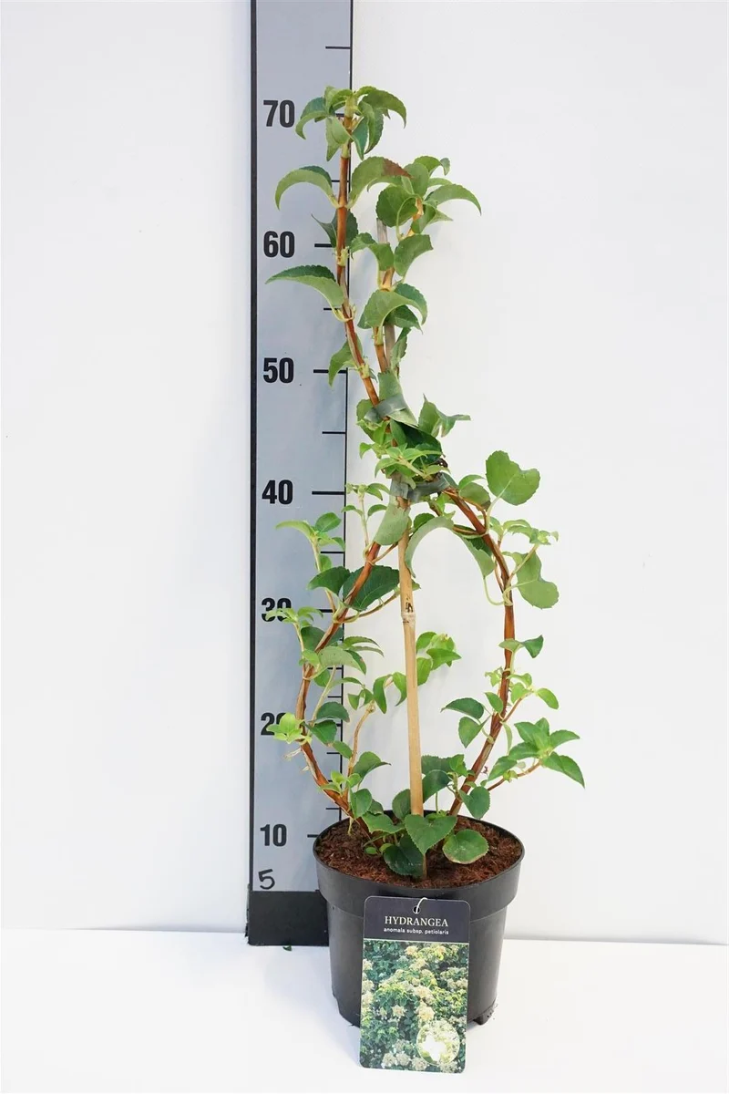 Hydrangea anomala petiolaris C2 (2 liters kruka) 40-45 cm
