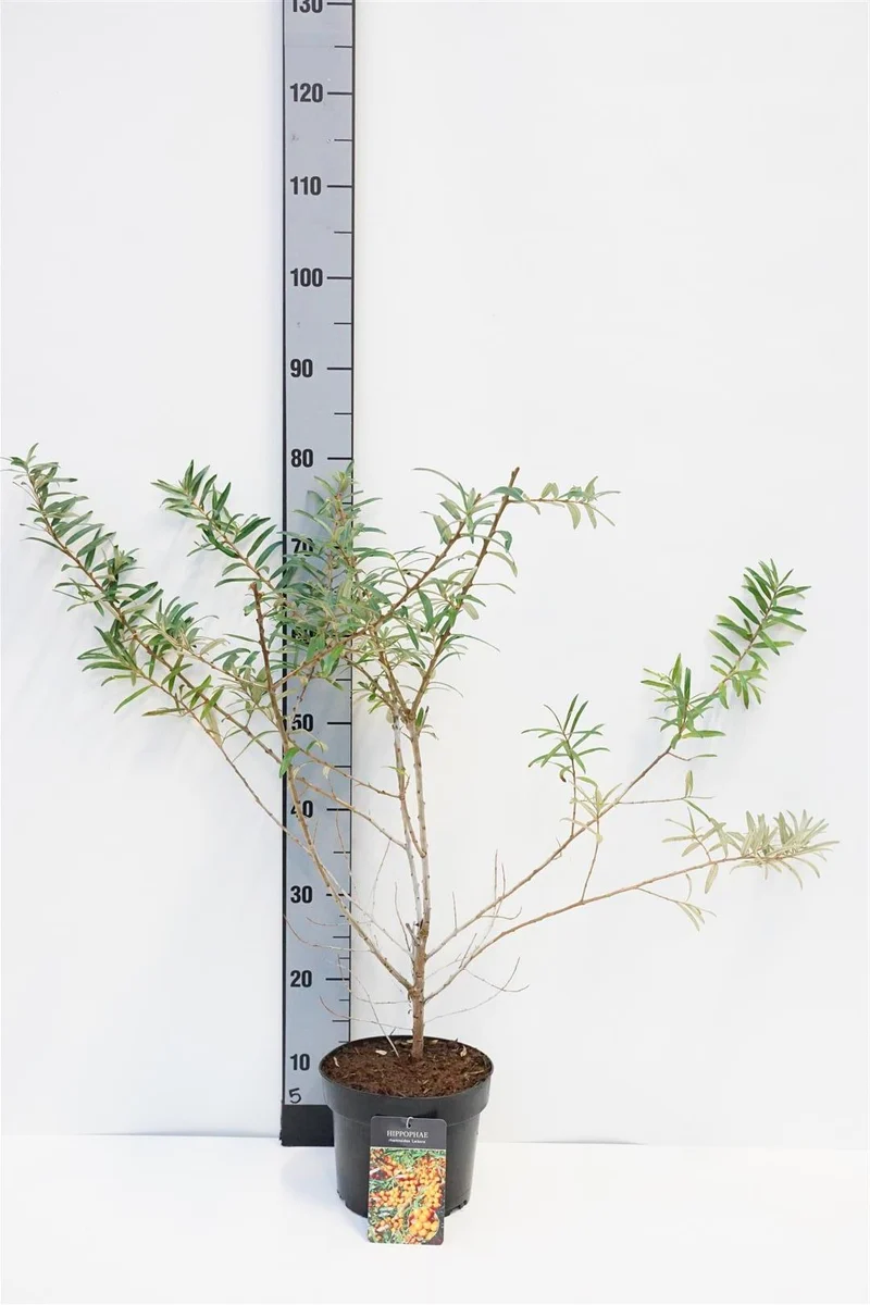 Hippophae rhamn. 'Leikora' (honplanta) C3 (3 liters kruka) 30-40 cm
