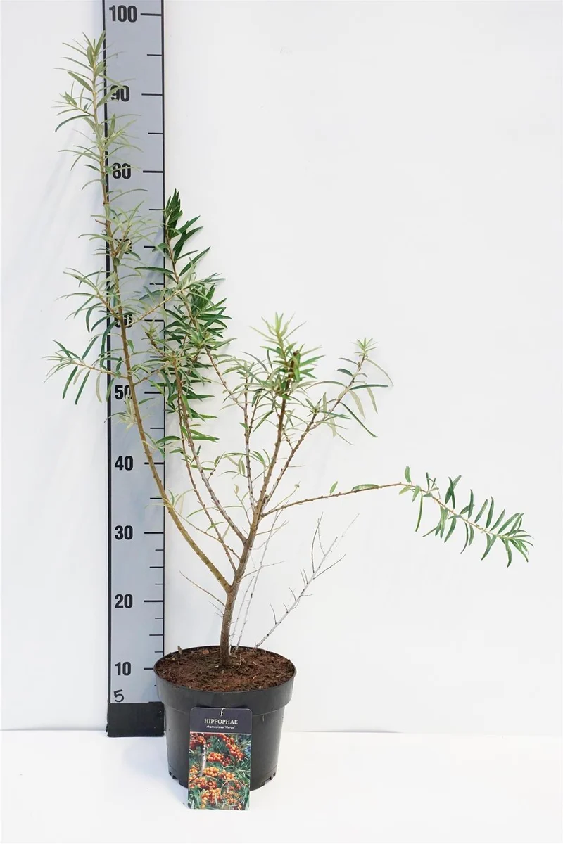 Hippophae rhamn. 'Hergo' (honplanta) C3 (3 liters kruka) 30-40 cm