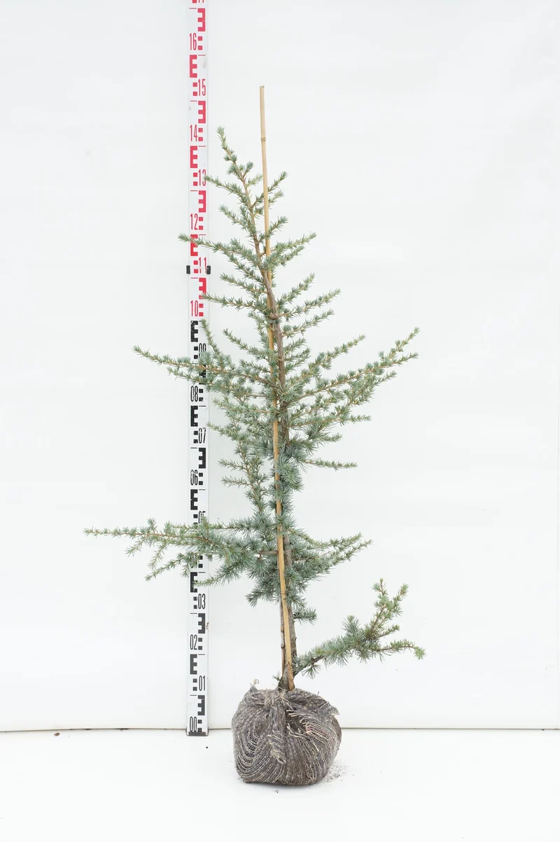Cedrus lib. 'Glauca' 100-125 cm med rotklump