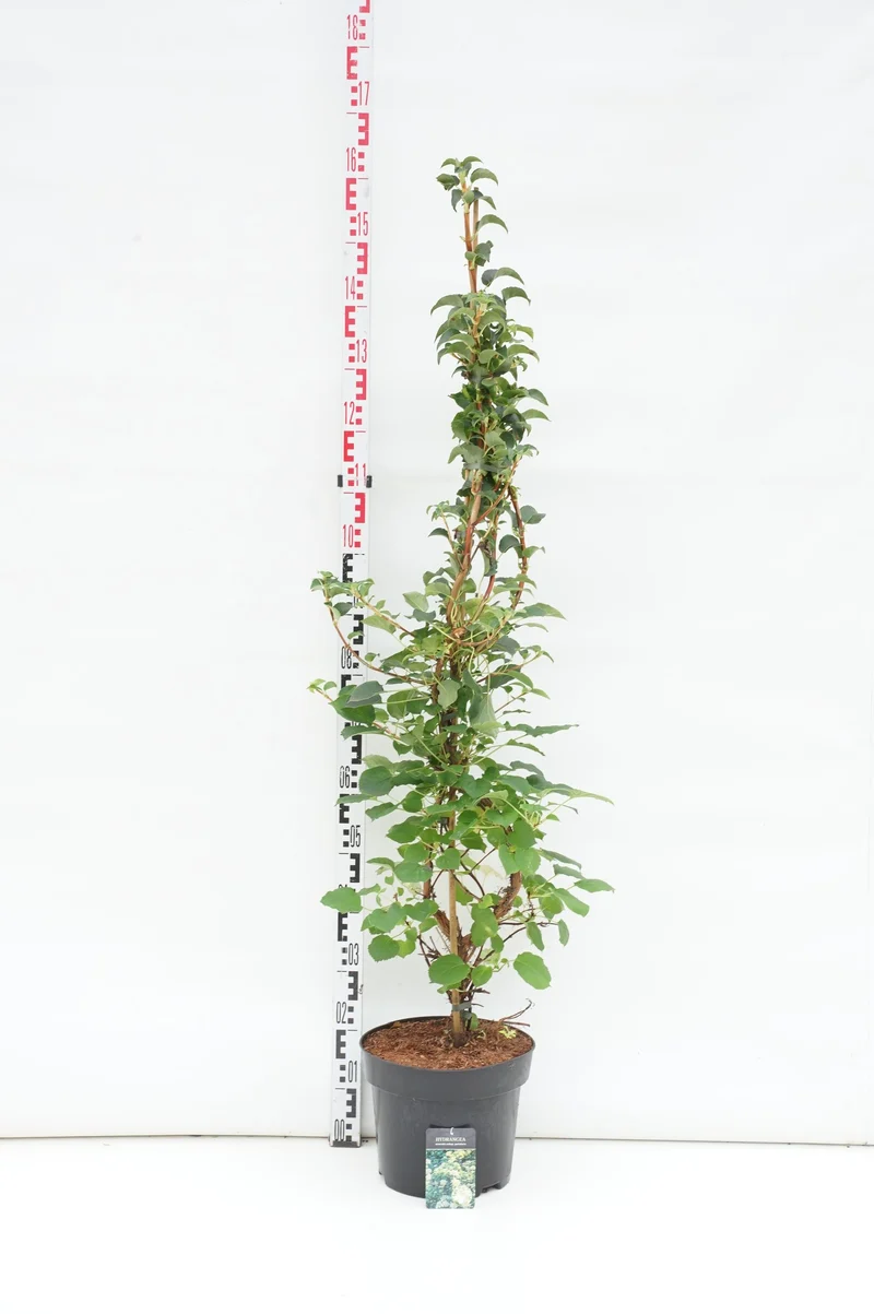 Hydrangea anomala petiolaris C7,5 (7,5 liters kruka) 125-150 cm