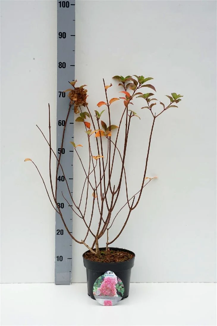 Hydrangea pan. 'Sundea Fraise' C3 (3 liters kruka) 40-50 cm