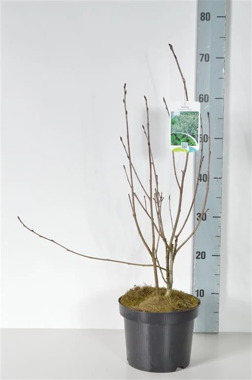 Aronia prun. 'Viking' C3 (3 liters kruka) 40-50 cm