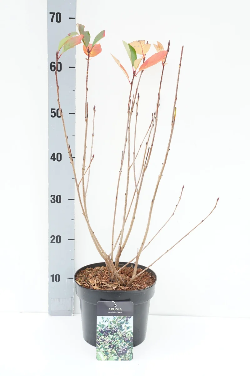 Aronia prun. 'Nero' C3 (3 liters kruka) 40-50 cm