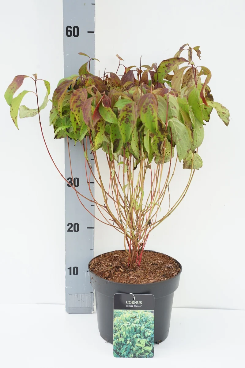 Cornus sericea 'Kelseyi' C3 (3 liters kruka) 30-40 cm