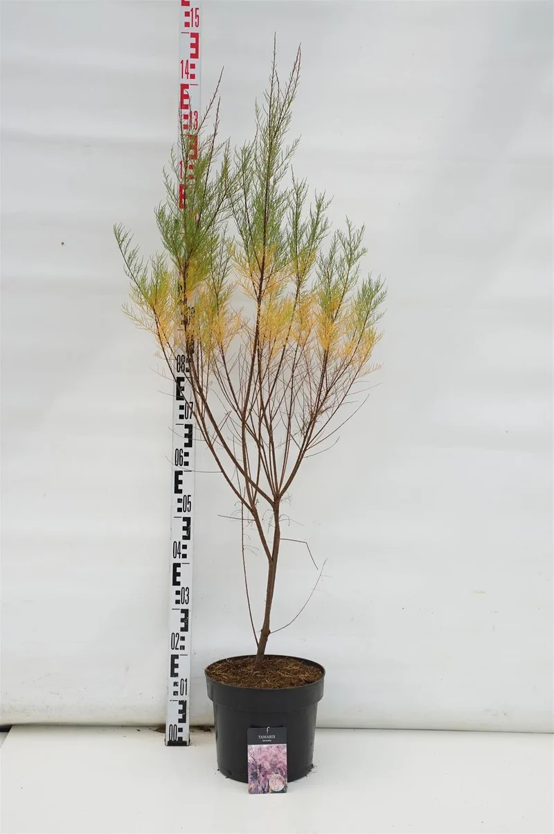 Tamarix tetrandra 60-80 cm C7,5 (7,5 liters kruka)