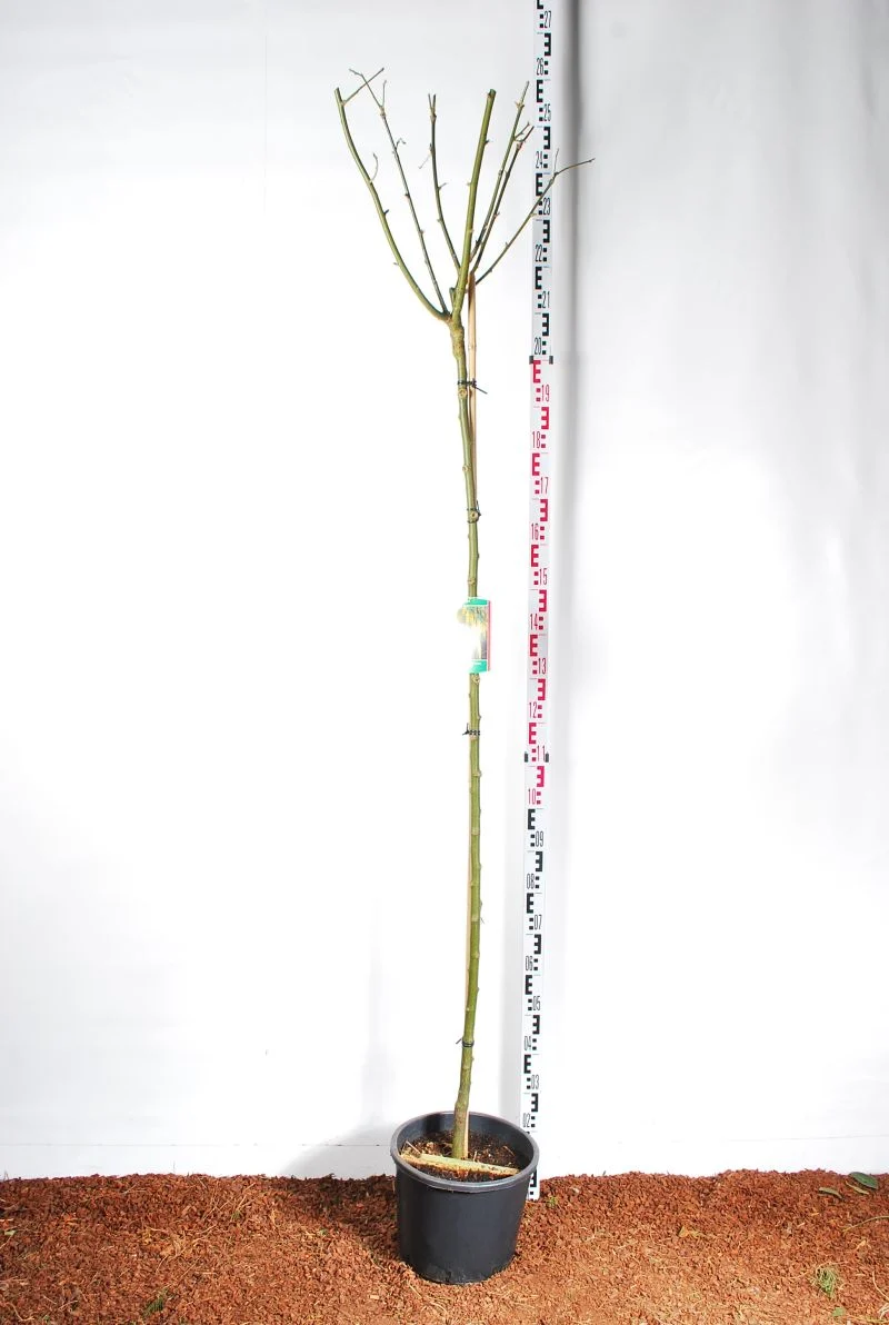 Laburnum wat. 'Vossii' 125 cm stam C20 (20 liters kruka)