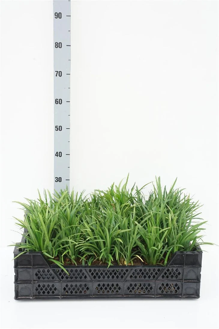 Liriope muscari 'Royal Purple' 9 cm kruka