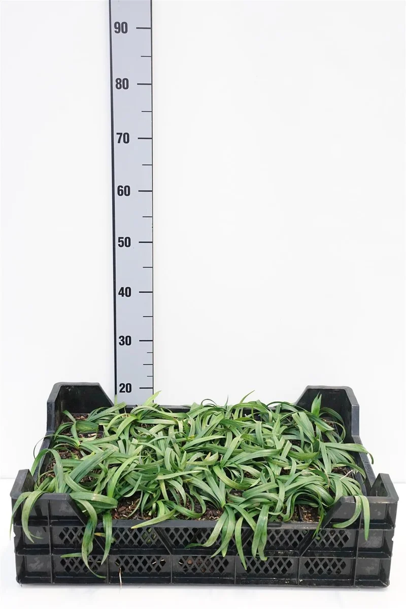 Liriope musc. 'Monroe White' 9 cm kruka
