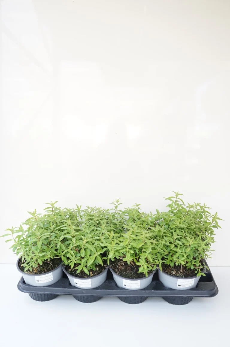 Lippia citrodora C1,5 (1,5 liters kruka)