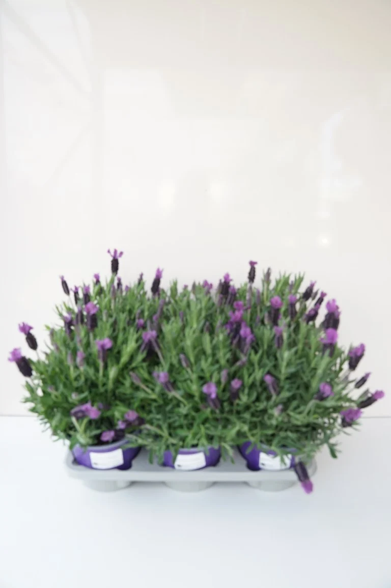 Lavandula stoechas - C1,5 (1,5 liters kruka) / 14 cm kruka