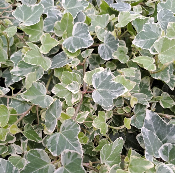 Murgröna 'White Wonder' 8,5cm kruka