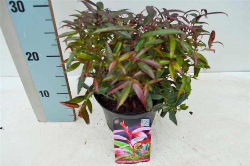 Leucothoe keiskei 'Burning Love' C2 (2 liters kruka) 20-25 cm