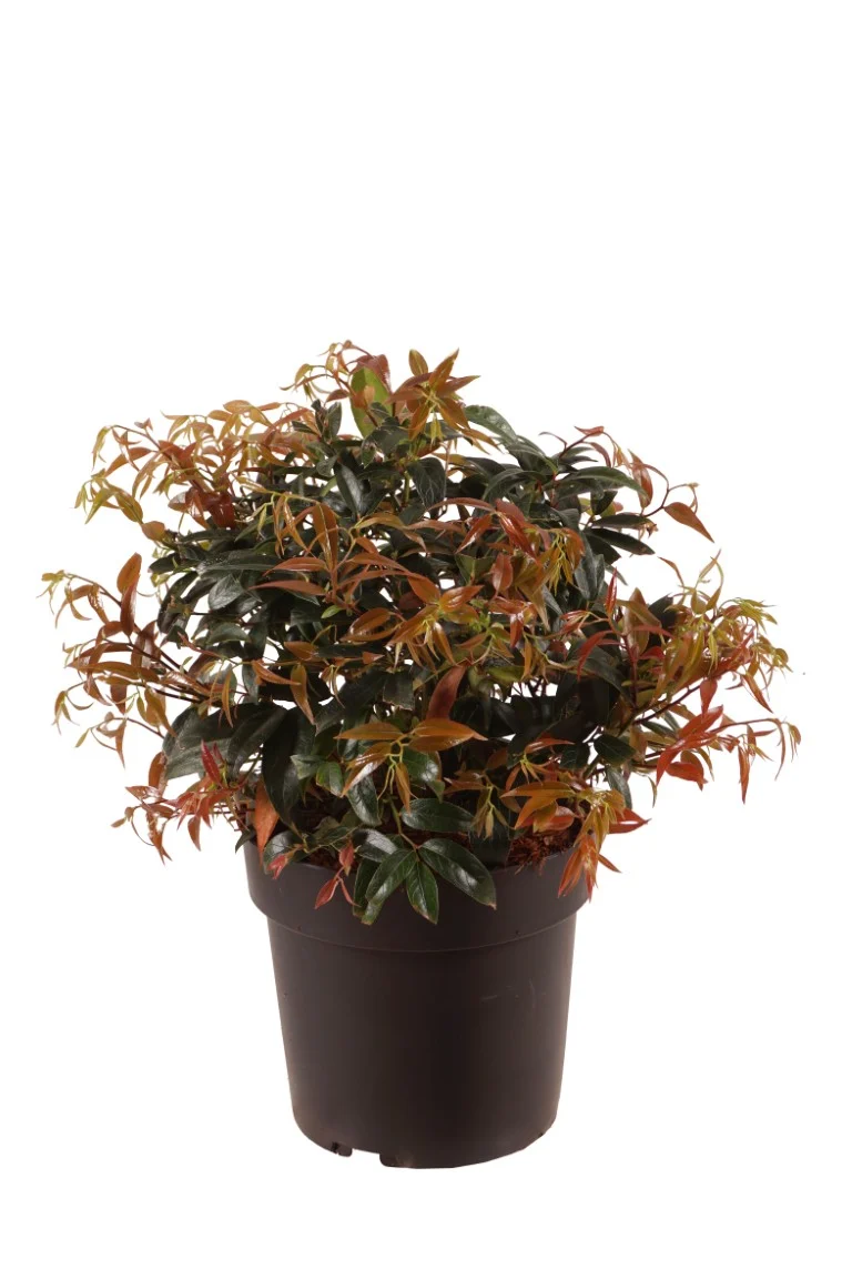 Leucothoe keiskei 'Royal Ruby' C5 (5 liters kruka) 30-40 cm