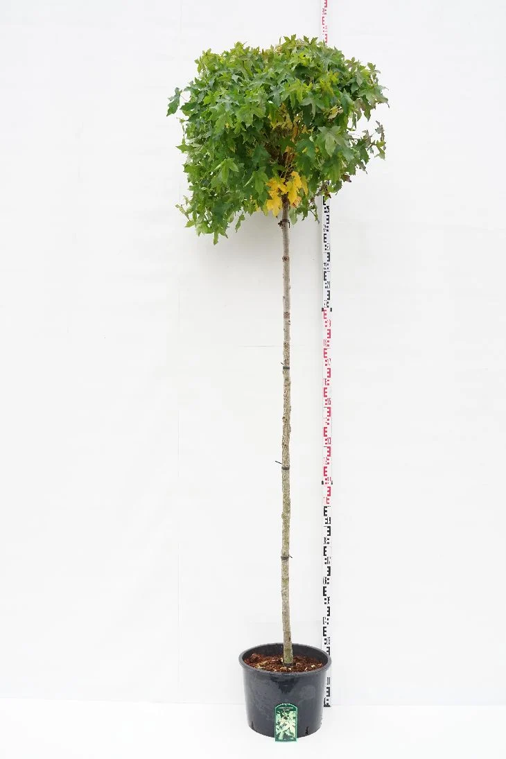 Liquidambar styraciflua 'Gum Ball' Stam 225 cm, stamomfång 12-14 cm, C45 (45 liters kruka)